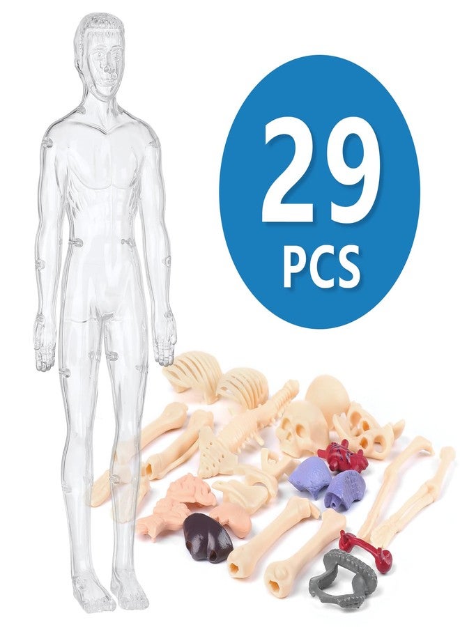 BlueDex Human Body Model for Kids, Fully Transparent Body, 29 Piece Anatomy Figure 3D Anatomy Kit - Removable Organs, Bones STEM Toy for Ages 6+ - Image 3
